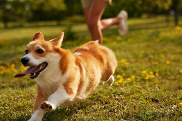 Corgi dog pembroke welsh corgi walking outdoor in summer park