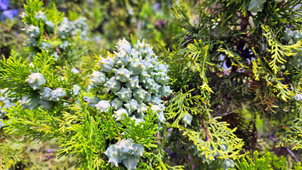 Cones Platycladus orientalis, Thuja orientalis, Biota orientalis Cypress family (Cupressaceae)