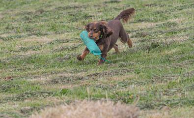 Working Springer and Cocker Spaniels gun dog training session practicing scurries.  From novice to intermediate the spaniels were put through their paces with seen and blind retrieves 
