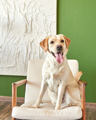 portrait of dog breeds golden retriever