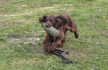 Working Springer and Cocker Spaniels gun dog training session practicing scurries.  From novice to intermediate the spaniels were put through their paces with seen and blind retrieves 