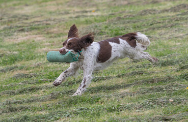 Working Springer and Cocker Spaniels gun dog training session practicing scurries.  From novice to intermediate the spaniels were put through their paces with seen and blind retrieves 