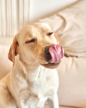 dog breed labrador retriever licks his lips