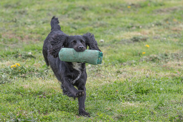 Working Springer and Cocker Spaniels gun dog training session practicing scurries.  From novice to...