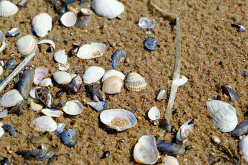 Fototapeta na wymiar Lots of different shells and plastic drinking straws, garbage. on the coast of the Baltic Sea, Latvia
