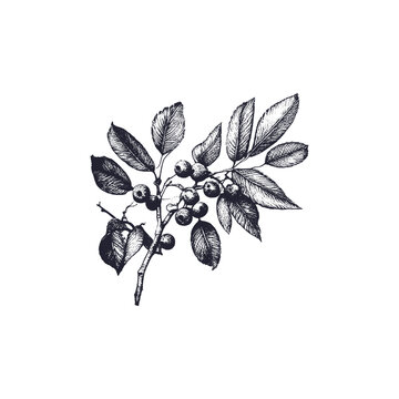 Berry Branch Hand Drawn Monochrome Sketch Vector Illustration