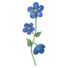 Watercolor illustration of a blue flower in medieval style. Made by hand isolated on transparent background