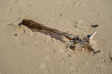 Baltic sea beach in summer in Latvia. An old tree lying in the sea sand has been washed away by the sea.
