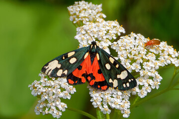 Garden tiger moth  feeding on Achillea millefolium flowers. © heitipaves