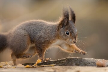 Naklejka na ściany i meble Selective focus shot of a cute brown squirrel crawling around on bark