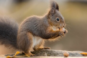 Gray squirrel nibbling on a snack with a blurred background