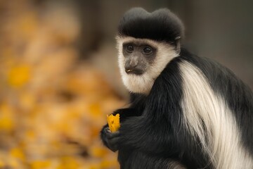 Closeup shot of a mantled guereza, Colobus guereza.