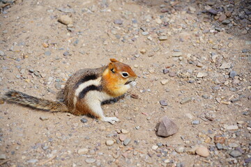 chipmunk or squirrel at Grand Teton National Park, Wyoming, USA	