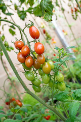 Penca de tomate Grape vermelho