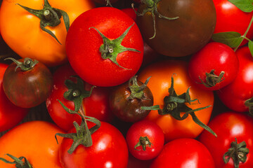 Tomatoes of different colors and varieties close-up
