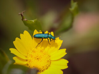 Green bug on a yellow flower