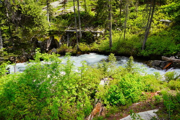 Fototapeta na wymiar Clear creek brook river at Grand Teton National Park in early summer, Wyoming, USA