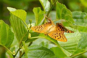 Mating silver-washed fritillarys on a green alder leaf.