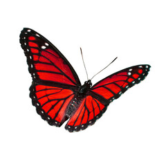 Fototapeta na wymiar Beautiful Viceroy Butterfly