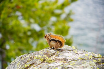 Landscape of Grand Teton National Park in early summer, Wyoming, USA	

