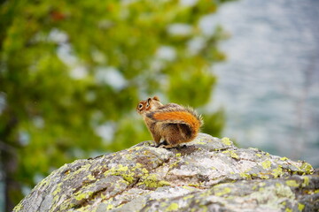 chipmunk or squirrel at Grand Teton National Park, Wyoming, USA	