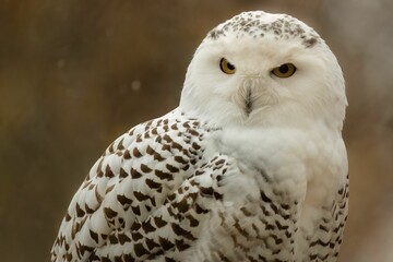 Closeup portrait of an owl on a blurry background