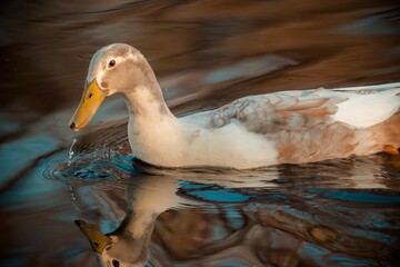 Closeup shot of a saxony duck swimming in a pond - obrazy, fototapety, plakaty