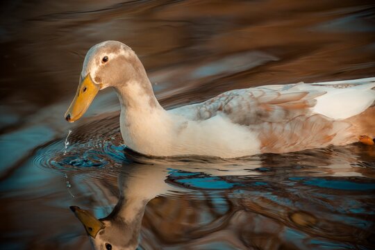 Closeup shot of a saxony duck swimming in a pond