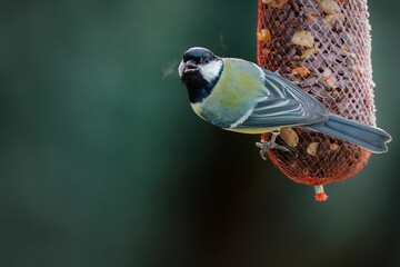 Great tit (Parus major) perched atop a bird feeder, surveying its surroundings