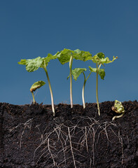Growing plant with underground root visible,on sky nature background.