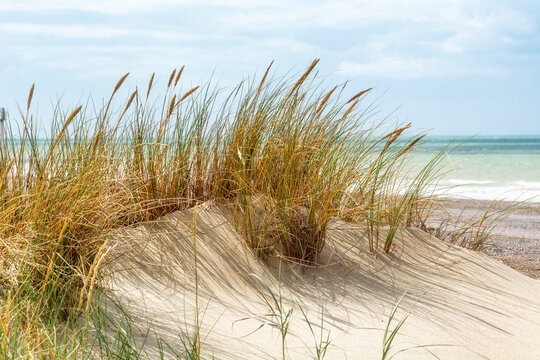 Oyats sur une plage de la mer du Nord