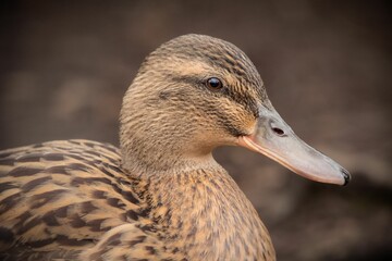 Close-up of a Domestic duck (Anas platyrhynchos)