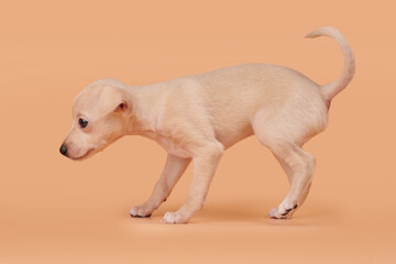 Portrait of cute Italian Greyhound puppy isolated on orange peachy studio background. Small beagle...