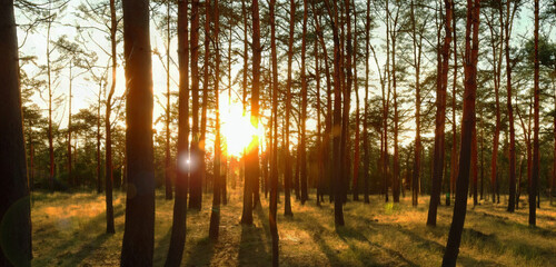 sunset in the pine forest The evening sky is orange Forest in summer 3d illustration
