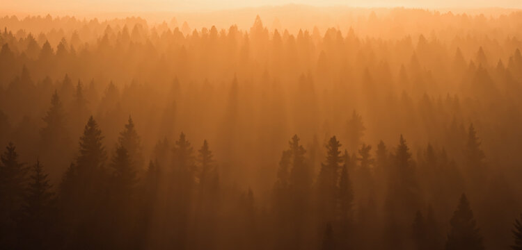 sunset in the pine forest The evening sky is orange Forest in summer 3d illustration © nana
