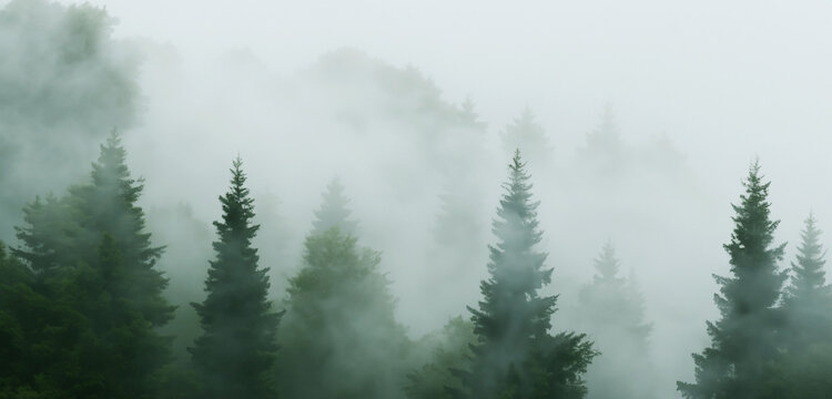 The pine forest was full of smoke scary mystery Big tree surrounded by fog in winter 3D illustration © nana