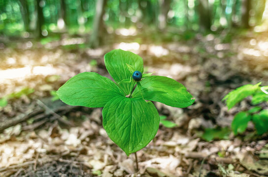 Crow's eye berry Paris quadrifolia with green leaves. Forest poisonous berry in forest