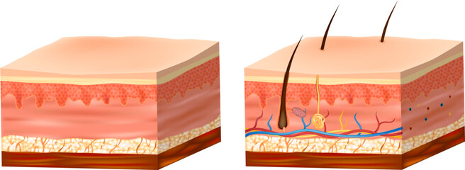 Structure of the human skin. Skin Anatomy detailed vector illustration. Layers skin: epidermis, dermis, and the hypodermis. 
