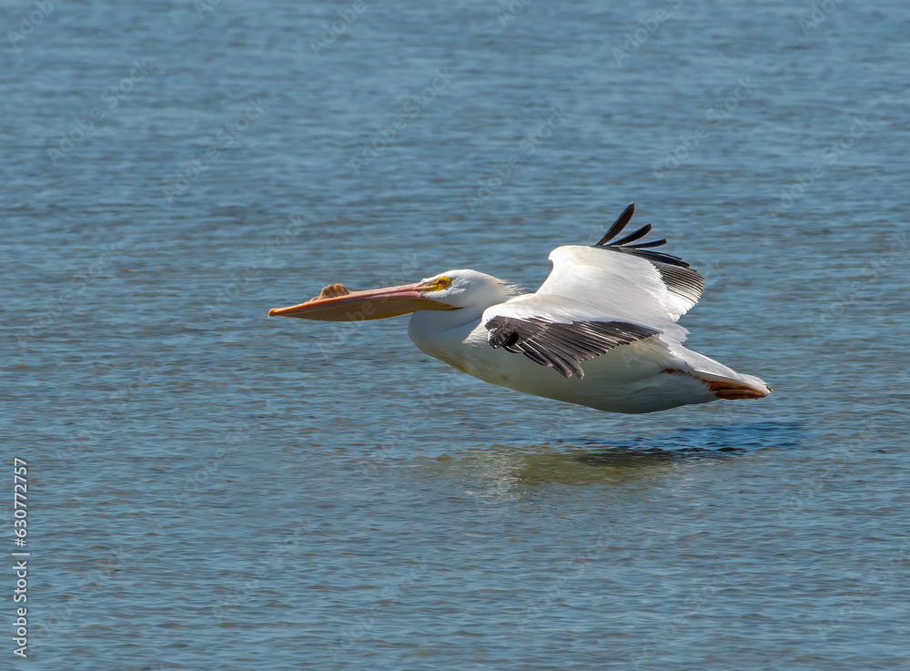 Wall mural american white pelican in flight