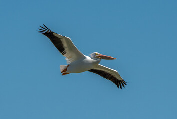American White Pelican in Flight