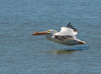 American White Pelican in Flight