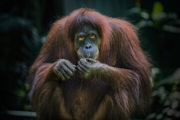 sumatra orangutan