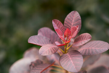 A captivating close-up photo of the Eurasian Smoketree, also known as Cotinus coggygria. Explore the intricate details of its foliage and discover nature's artistry