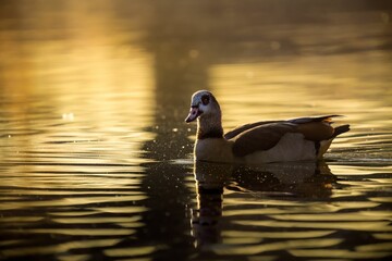 Egyptian goose (Alopochen aegyptiaca) peacefully floating in a lake