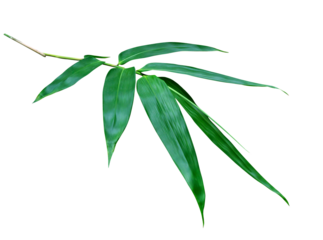 Green bamboo leaves pattern isolated