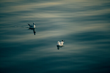 Herring gull in the depths of one of the oldest lakes in the world