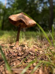 mushroom in the forest
