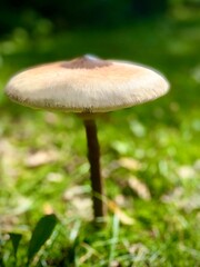 mushroom in the forest, Amanita crocea, close up