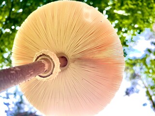 mushroom in the forest, Amanita crocea, close up