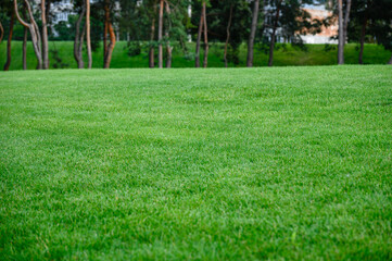 Beautiful green fresh grass on the lawn, Pine trees in the background.